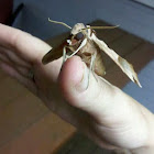 Achemon Sphinx Moth