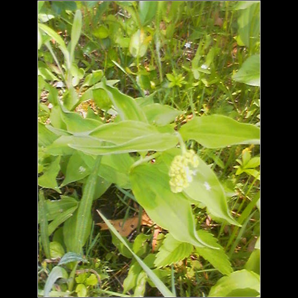 Spotting Image 1