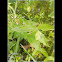 False Solomon's Seal