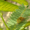 Native Drone Fly