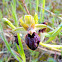 Abellera aranyosa