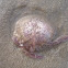 Medusa rosada