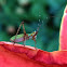 Scudder's Bush Katydid Nymph