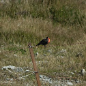 Long-tailed Meadowlark