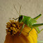 Grasshopper