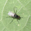 Fly