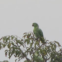 Mealy Parrot