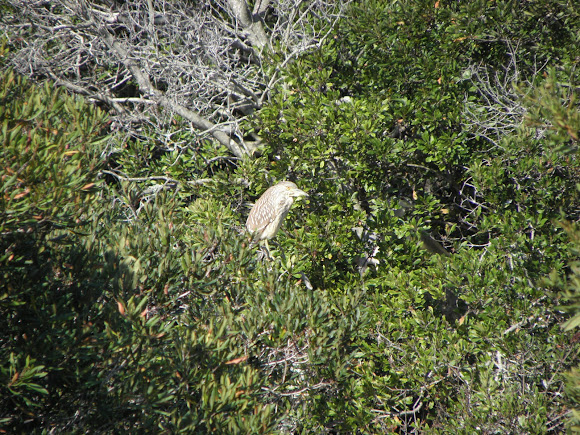 Spotting Image 1