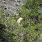Black Crowned Night Heron (juvenile)
