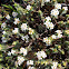 NZ Hebe sp.