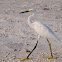 Snowy Egret