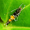 Cosmet Moth