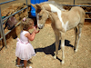 Caballos En Adopcion