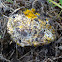 Bolete eater