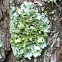 Lichen
