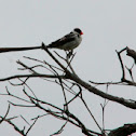 Pin-tailed Whydah