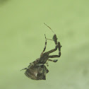 Cribellate Orbweaver