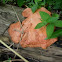 Hongo. Fungus