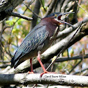 Green Heron