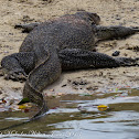 Malayan Water Monitor