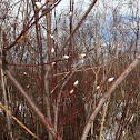 Pussy Willow