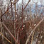 Pussy Willow