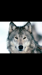 How to mod animal wallpaper dieren animal 0.1 mod apk for laptop