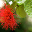 Bottle brush