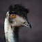 Emu