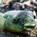 Mbu Pufferfish