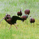White-faced Ibis