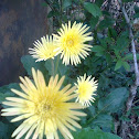 Gerbera