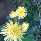 Gerbera