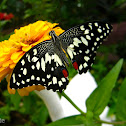 Common Lime Butterfly