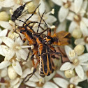 Margined leatherwings