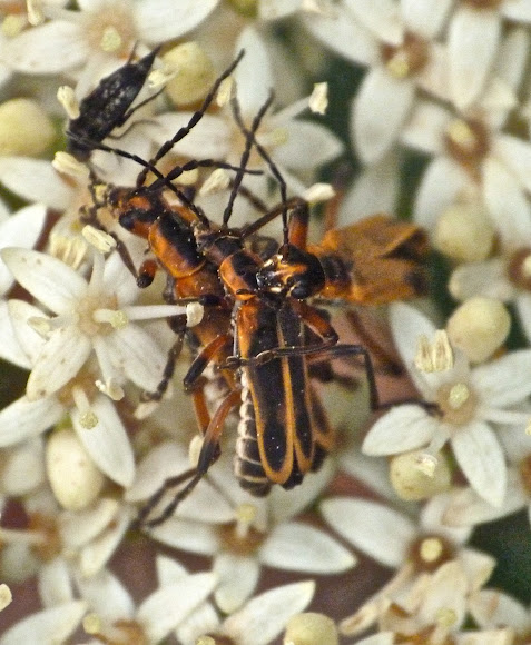 Spotting Image 1