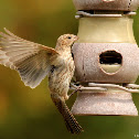 House finch