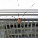 Harvestman (Daddy Long-Legs)