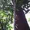 Bamboo