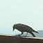 American Crow