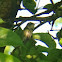Ruby-throated Hummingbird