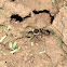 Nido de abeja cortahojas, leaf-cutter bee nest
