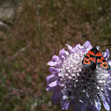 Six-spot Burnet