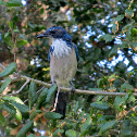 Western Scrub Jay