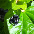 Bold Jumper Spider