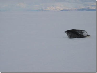 Seal near old ranch site_small