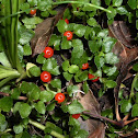 Rucachucao / Coral Bead