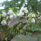 Hepatica