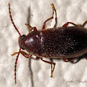 Comb-clawed Beetle