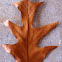 Southern Red Oak